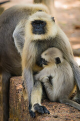Female Hanuman gray langur monther with its baby sitting on a wall.