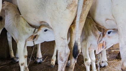 A baby calf of white color sucking milk from the nipple of  lactating cow inside a farm. Breastfeeding activity is the purest bond between mother and child.  © suparna