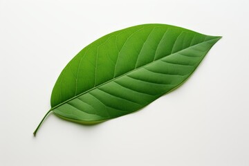 Fototapeta premium Minimalist Green Leaf on White Background