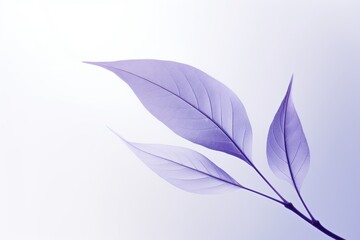 Fototapeta na wymiar Purple Leaf: Minimalist Image with Elegant and Clean Purple Background