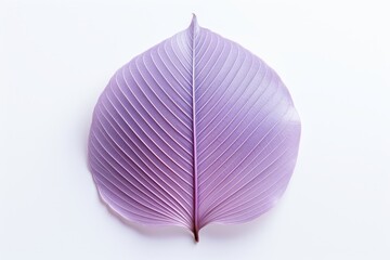minimalist leaf