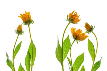 Rudbeckia flowers on a white background. Floral composition with yellow flowers.