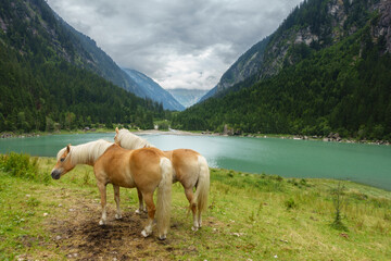 zwei Haflinger Pferde stehen an einem Bergsee
