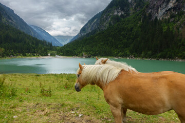Zwei Pferde der Rasse Haflinger blicken &uuml;ber einen Bergsee