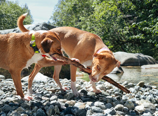 Two dogs sharing stick by the river on hot summer day. Large dogs play tug-of-war. Resource guarding, dog bonding or dog friends playtime. Harrier mix dog and Boxer Pitbull mix. Selective focus.