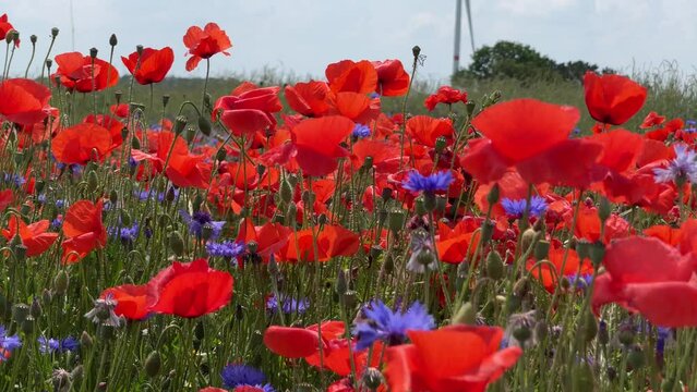 Klatschmohn und Kornblumen feld