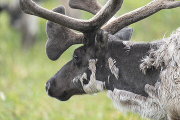 portrait of a reindeer