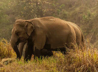 Fototapeta na wymiar Big Asian elephants enjoy life in jungle, Elephant wild animals concept
