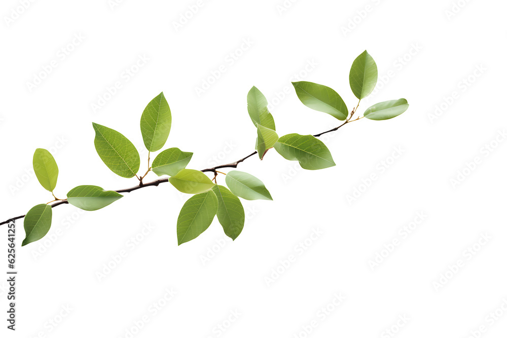 Wall mural branch with green leaves on a transparent background. png file. generative ai