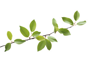 Obraz premium Branch with green leaves on a transparent background. png file. Generative AI
