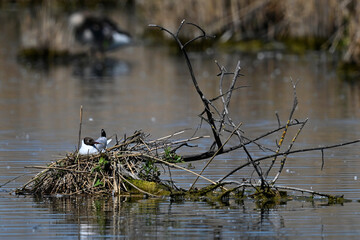 breeding Black-headed gull // brütende Lachmöwe (Chroicocephalus ridibundus)