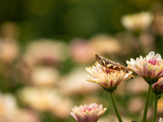 Garden Delights: Close up of Grasshopper Amongst Lush Chrysanthemum Blooms in Natural Setting with copy space