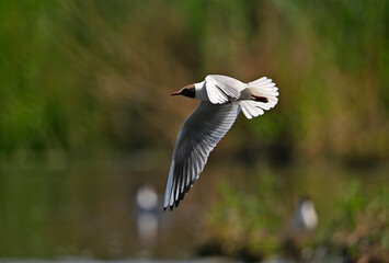 Black-headed gull // Lachmöwe (Chroicocephalus ridibundus)