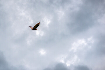 European honey buzzard (Pernis apivorus) in flight