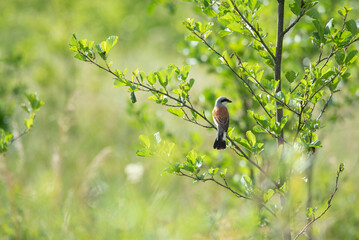 The red-backed shrike (Lanius collurio)	
 - bird on a branch