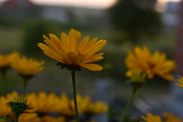 Yellow flowers on a green background. Asteraceae. Rudbeckia. Heliopsis.
