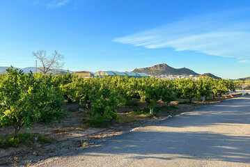 Farm field against mountains near Almenara town. Houses and Buildings in Spain country. Tangerine plantation in farm field. Planting a tree. Mandarin tree field. Agriculture plant growing.