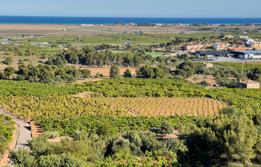 Fototapeta na wymiar Farm field in Spain. Rural landscape. Olive trees plantage farm land. Rural area in Spanish Mediterranean. Farm mandarin fields. Agricultural country with orange mandarin field.