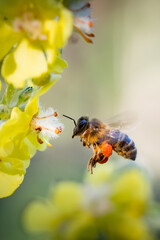 Abeille qui va se poser sur une fleur