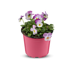 Pansies Viola Bouquet Flower Indoor plants in pots cut out isolated transparent background