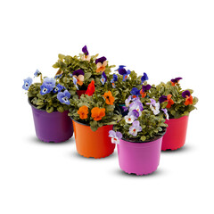 Pansies Viola Bouquet Flower Indoor plants in pots cut out isolated transparent background