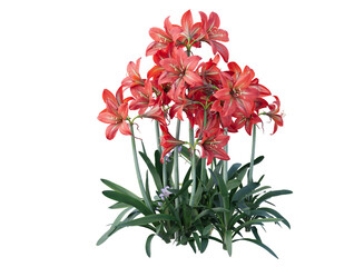 brazilian amaryllis flower bushes isolated