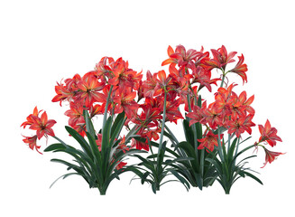 brazilian amaryllis flower bushes isolated