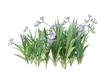 small purple flower bushes and shrub