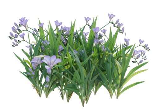 small purple flower bushes and shrub