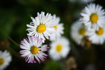 Beautiful white flowers
