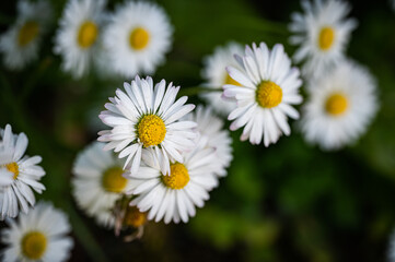 Beautiful white flowers