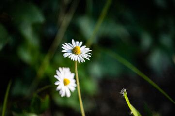 Beautiful white flowers