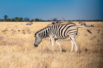 african plains zebra on the dry brown savannah grasslands browsing and grazing. focus is on the zebra with the background blurred, the animal is vigilant while it feeds