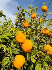 Orange mandarin tree. Orange fruit farm field. Vibrant orange citrus fruits in garden. Mandarin trees at farm plantation cultivated in Mediterranean. Harvest season in Spain. Citrus Tangerine plant.