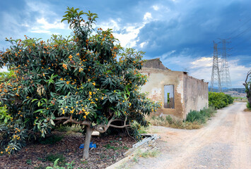 Loquats on tree in farmland. Mespilus germanica tree plant with medlar fruit. Orange Loquats fruit....