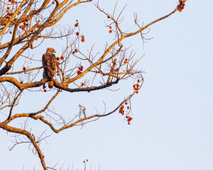 A Changeable Eagle looking side way