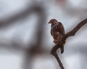 A Changeable Eagle perching