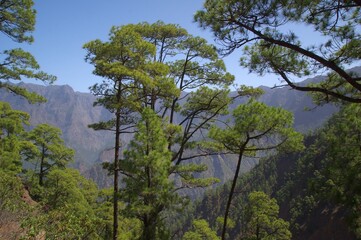 Obraz premium Pinienwald auf La Palma