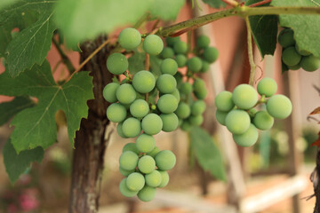 Green, unripe grapes. Green unripe grapes growing in a vineyard close-up on a blurred background. A bunch of grapes in the early morning in the dawn sun, soft lighting