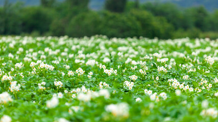 Potato flowers blooming in field, Potato plantation