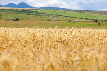 Gold wheat field, ripening ears of yellow wheat field