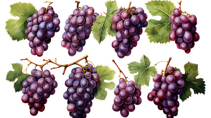 Watercolor organic fresh grape fruits transparent background