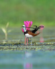 THE MALE PHEASANT TAILED JACANA WITH PINK LILLY FLOWER