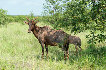 Damalisque, femelle et jeune, Damaliscus lunatus, Parc national Kruger, Afrique du Sud