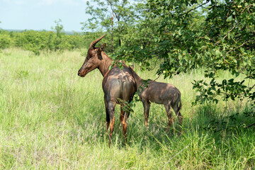 Damalisque, femelle et jeune, Damaliscus lunatus, Parc national Kruger, Afrique du Sud