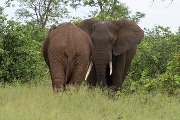 Obraz premium Éléphant d'Afrique, Loxodonta africana, Parc national Kruger, Afrique du Sud