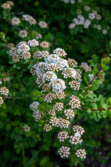 Białe kwiaty tawuły nippońskiej (Spiraea nipponica)