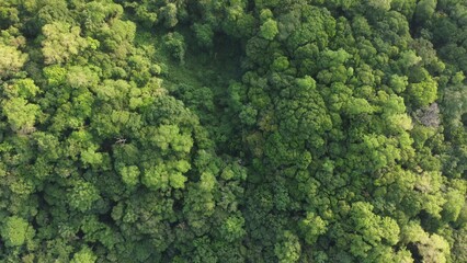 Naklejka premium Sri Lankan Forest droneview