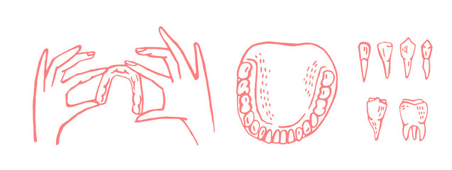 Orthodontic silicone trainer. Invisible braces retainer. Vector illustration © Double Brain