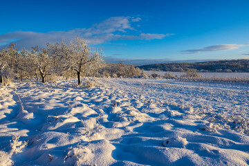 Landscape near Hnanice, NP Podyji, Southern Moravia, Czech Republic